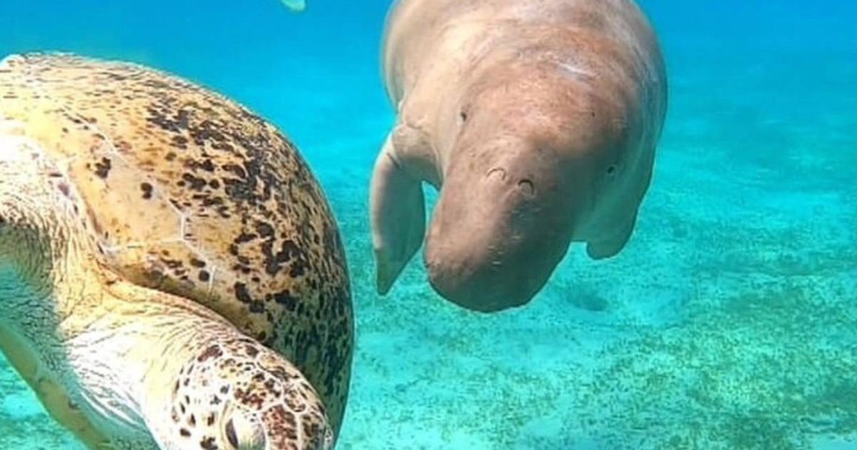 Snorkeltrip van Hurghada naar Marsa Mubarak