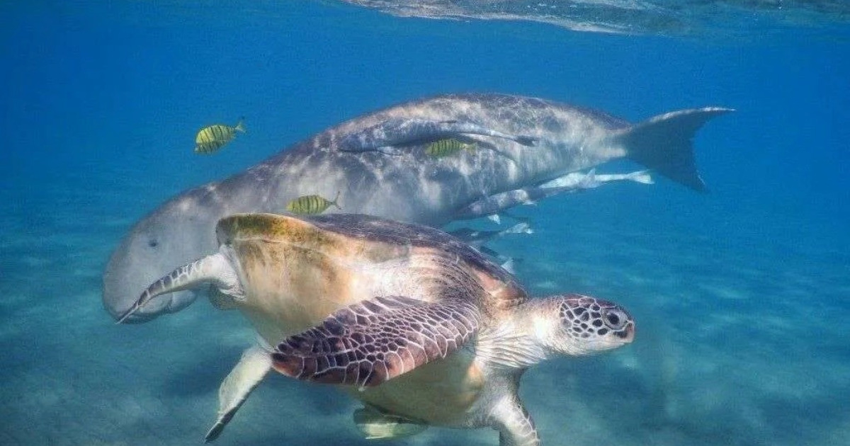 Snorkeltrip van makadi naar Marsa Mubarak