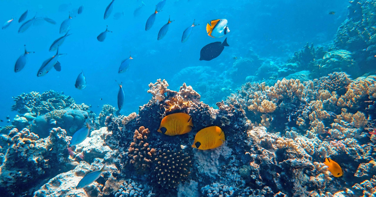 Mahmya-eiland snorkling