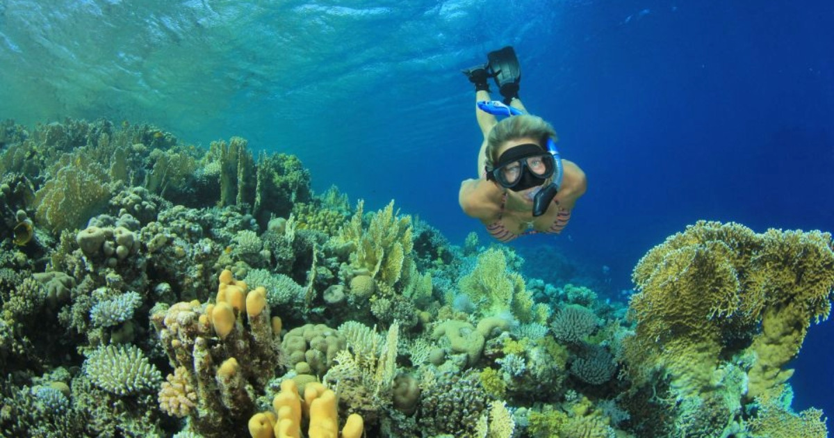 snorkelen of duiken met doejongs en schildpadden